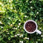 Are Coffee Grounds Good For Grass?