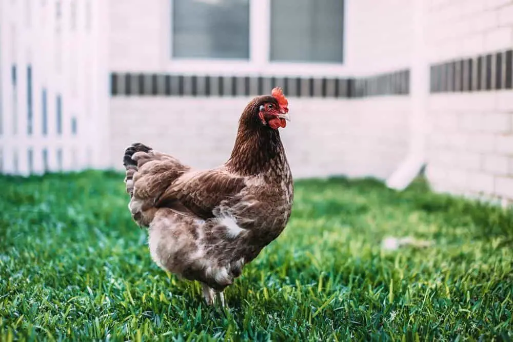 Can Chickens Eat Too Much Grass?
