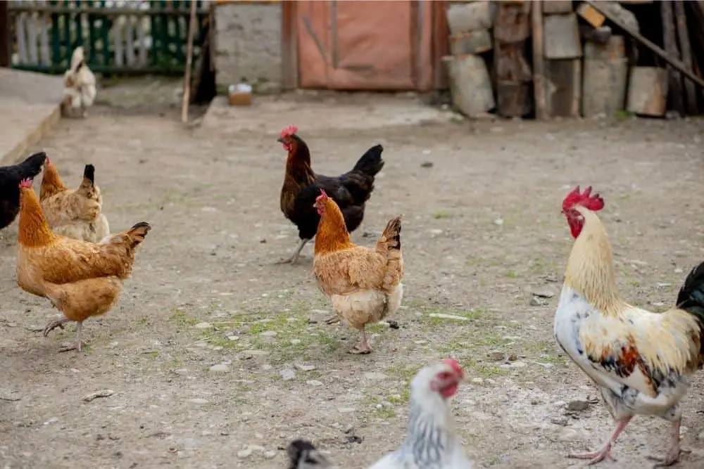 Can You Let Chickens Roam Free In The Yard?