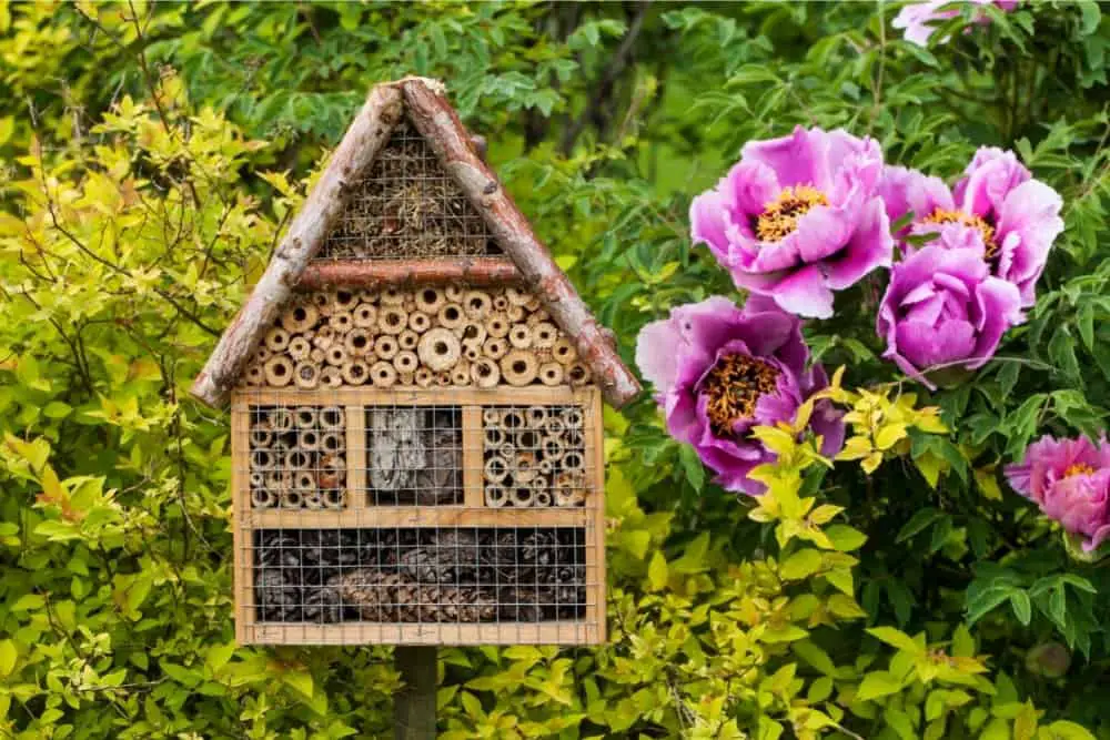 Do Bee Houses Really Work?