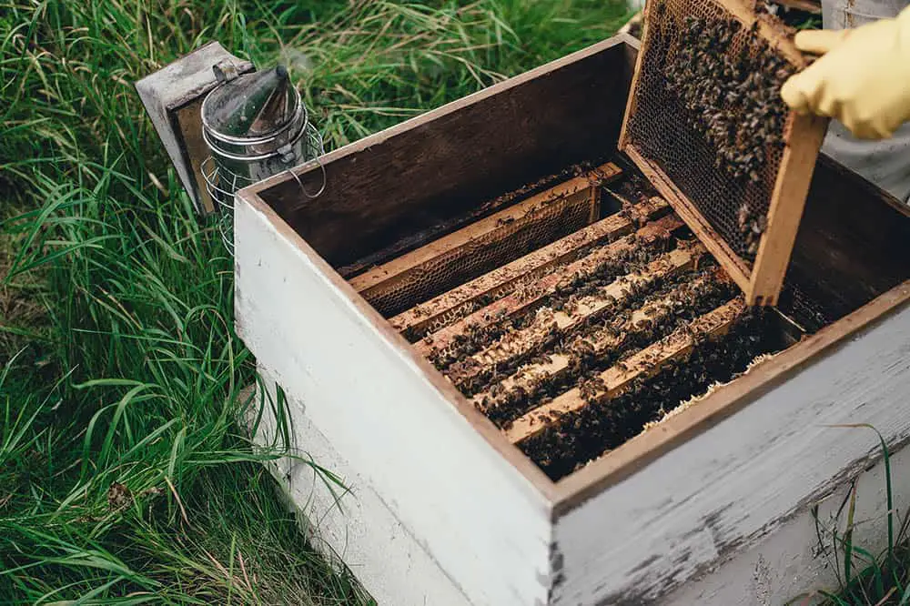 How Do You Start A Beehive For Beginners