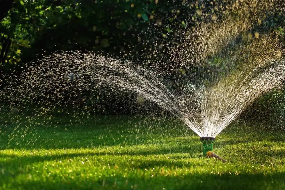 How Often Should Grass Be Watered?