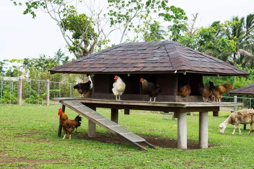 Should Chicken Coops Be Off The Ground?