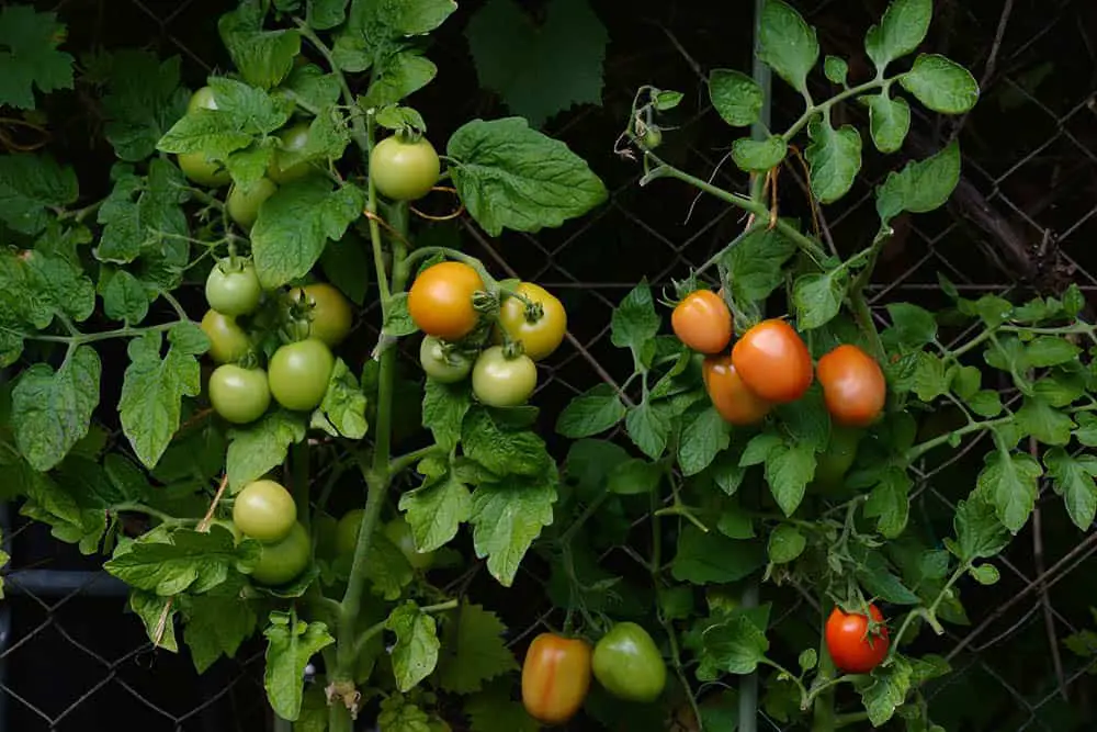What Helps Tomatoes Grow?