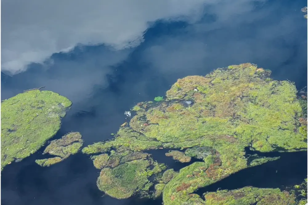 What Kills Algae in a Pond?
