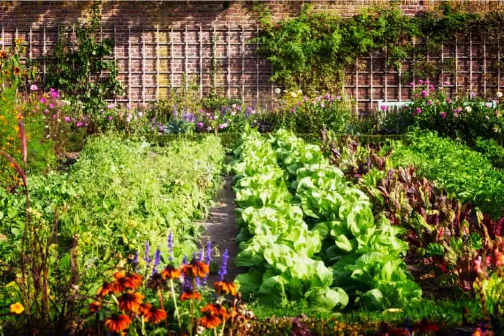 What Vegetables Should Not Be Planted Together?