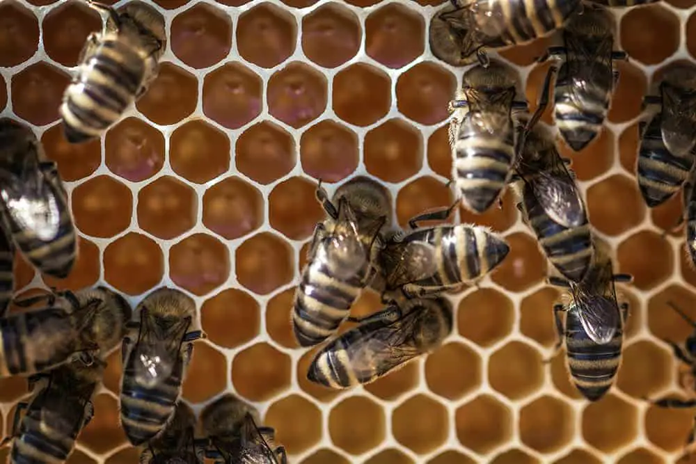 Will An Empty Beehive Attract Bees?