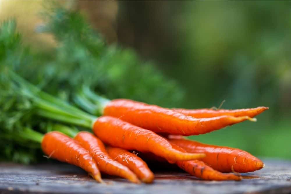 Are Carrots Difficult To Grow?