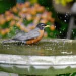 How Do I Encourage Birds To Use A Birdbath?