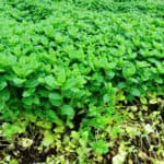 Is Mint An Invasive Plant?
