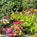 What Flowers Can Be Planted With Vegetables?