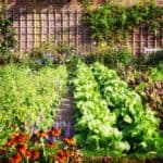 How Do I Keep Birds Out of My Vegetable Garden?