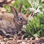 How Do I Stop Rabbits From Eating My Plants?