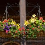 How Do You Keep Birds from Building a Nest in a Hanging Basket?