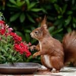 How Do I Keep Squirrels from Digging in My Flower Pots?