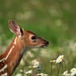 How Do You Keep Deer Out of Flower Beds?