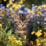 How Do You Stop Cats from Using Your Garden as a Litter Box?