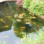 Is a Raised Pond Good for Wildlife?