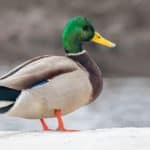 What are the Best Backyard Ducks?
