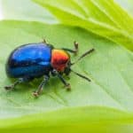 What Plants Do Bugs Hate?