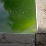 How To Get Algae Off Bottom Of Pool