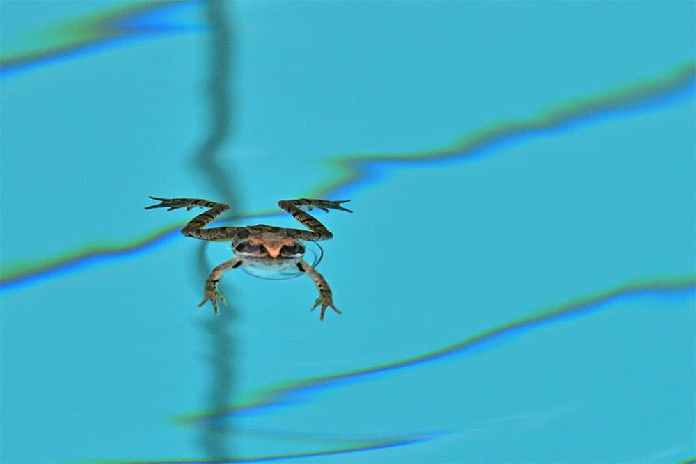 How To Get Rid Of Frogs In Pool