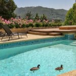 How To Keep Ducks Out Of Pool