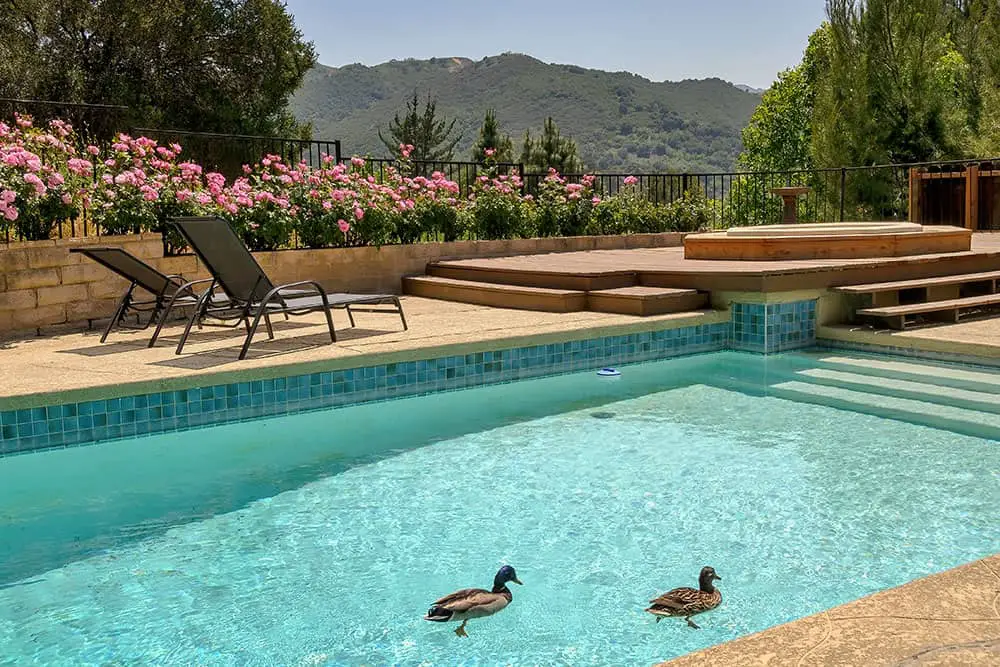 How To Keep Ducks Out Of Pool